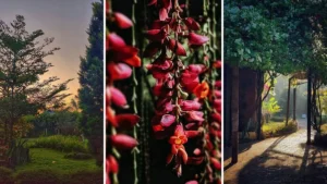 coorg resorts homestay