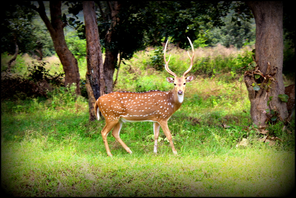 Mysore to Br Hills Tour packages