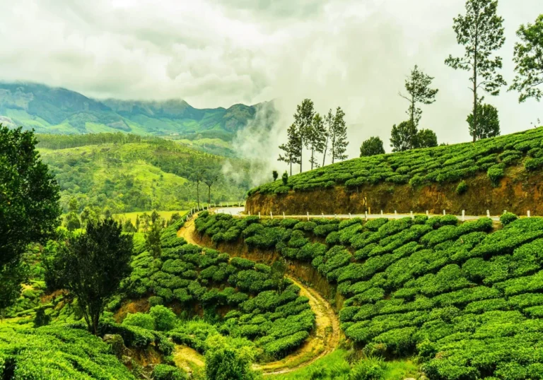 Wayanad tour package