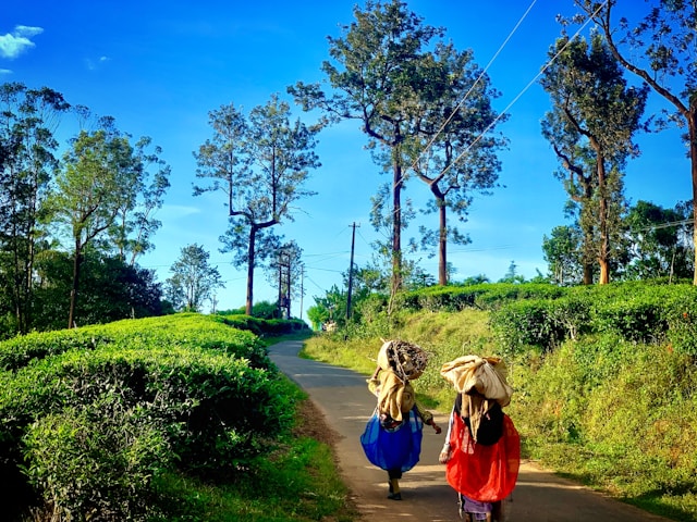 coorg tour packages