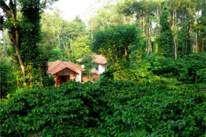 Mysore Coorg Tour Package | Taxi Service by travelsmart24